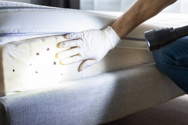 Flea Control Services in Morrow, OH