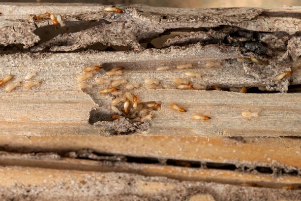 Best Pest Inspection Near Me  in Morrow, OH